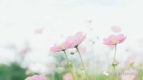 【紧急!】网上视讯数据未传回怎么办?揭秘高效解决之道! 【紧急!】网上视讯数据未传回怎么办?揭秘高效解决之道!